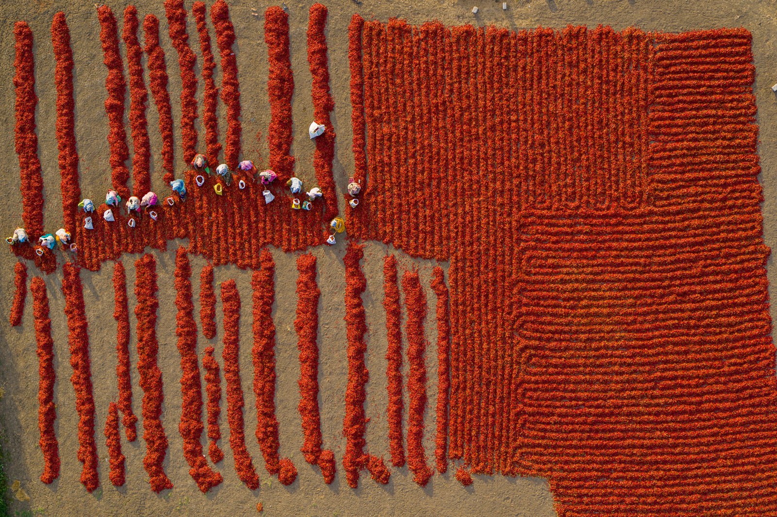 Aerial view of a field of chilies.