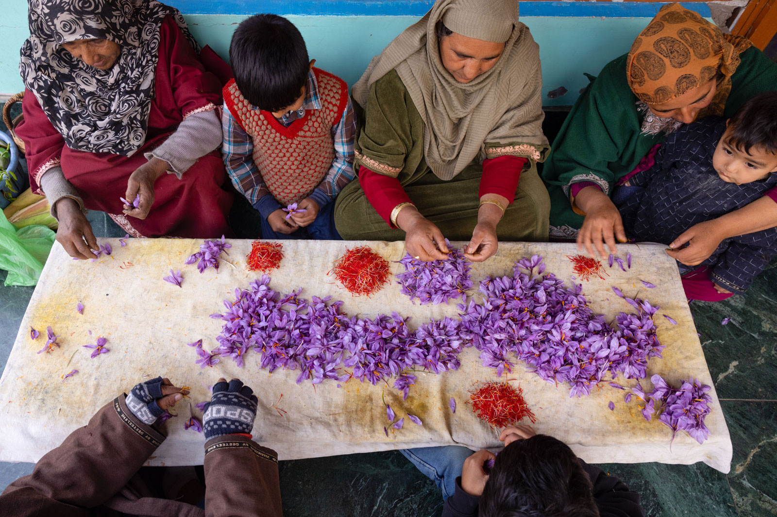 A group of people around a table with piles of saffron flowers and stigmas.