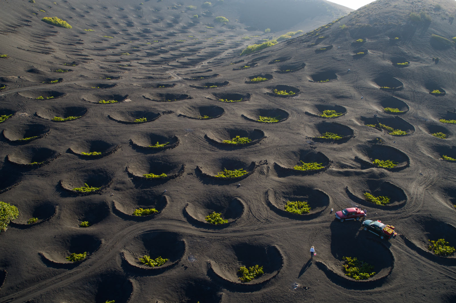 Rolling hills of volcanic ash, with crater-like depressions, each with grapevines growing in the bottom.