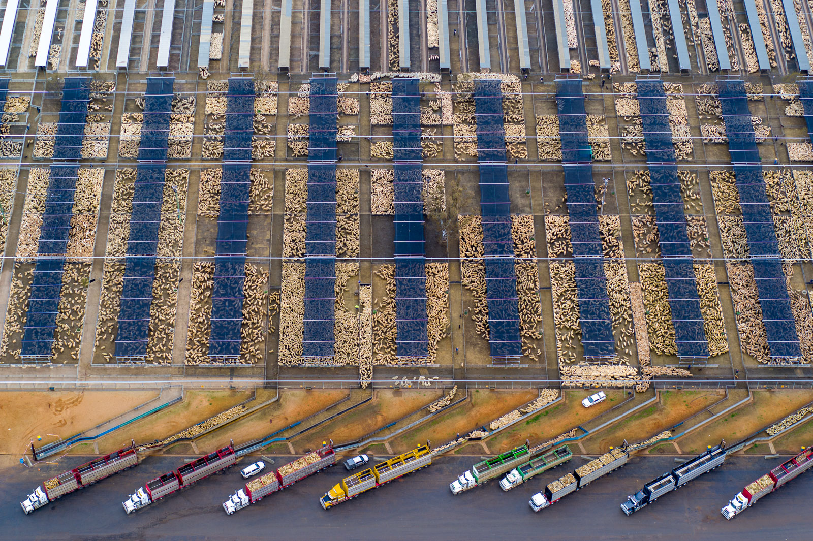 A giant grid of sheep pens photographed from above.