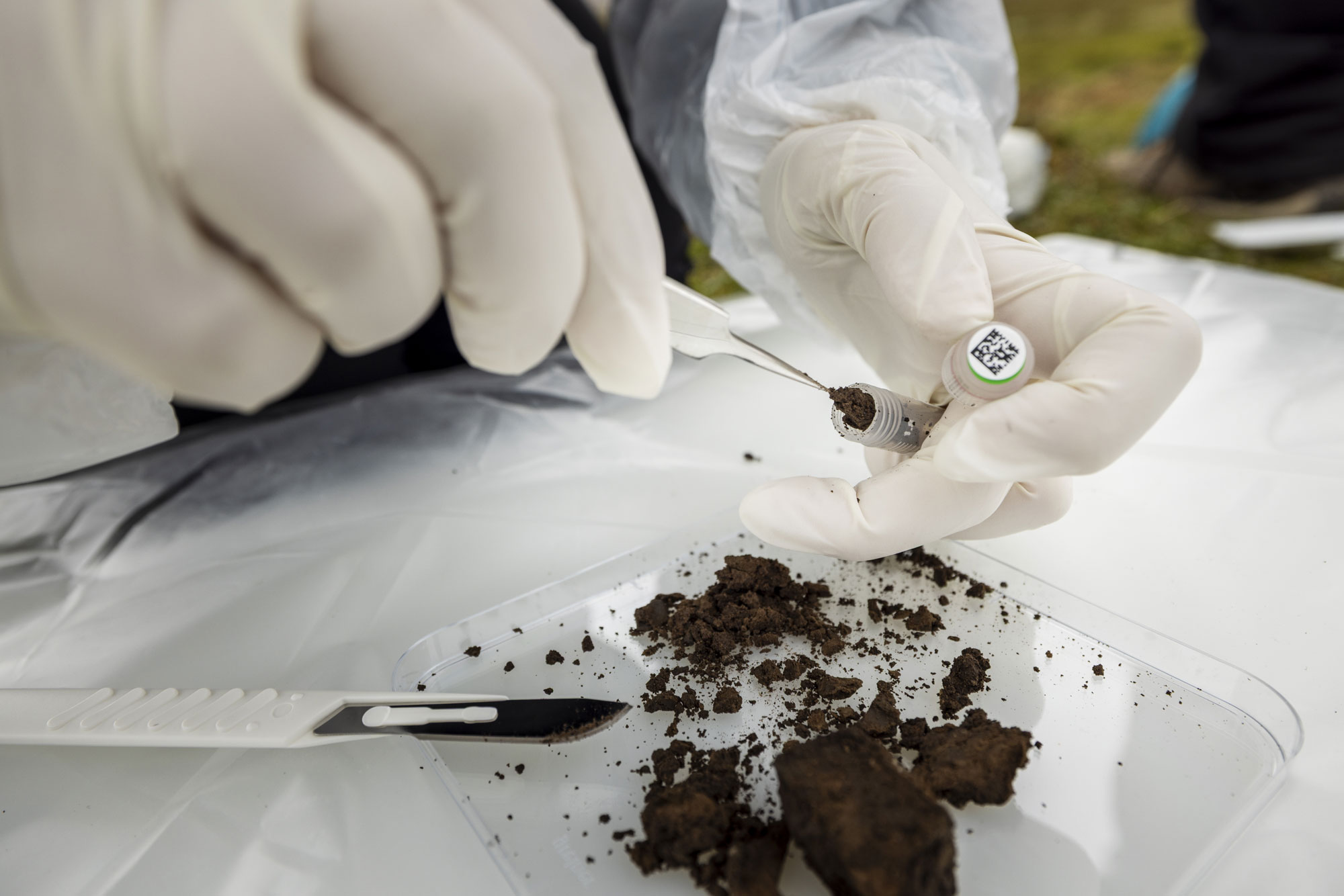 Close-up of latex-gloved hands using tweezers to transfer soil from the Petri dish into a small plastic tube. A scalpel rests on the edge of the dish.